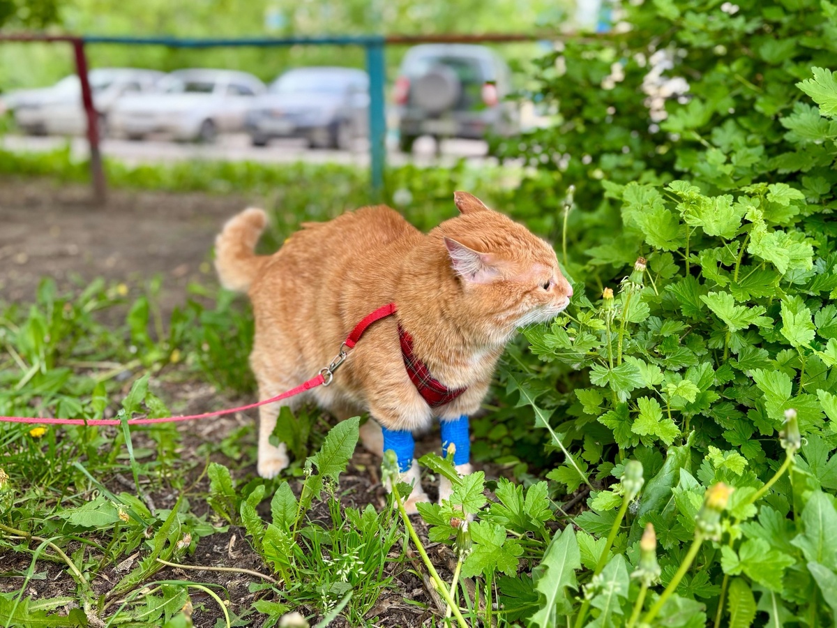 Должно же быть что-то хорошее в этом дне: погуляли во дворе и вкусностями покормили.