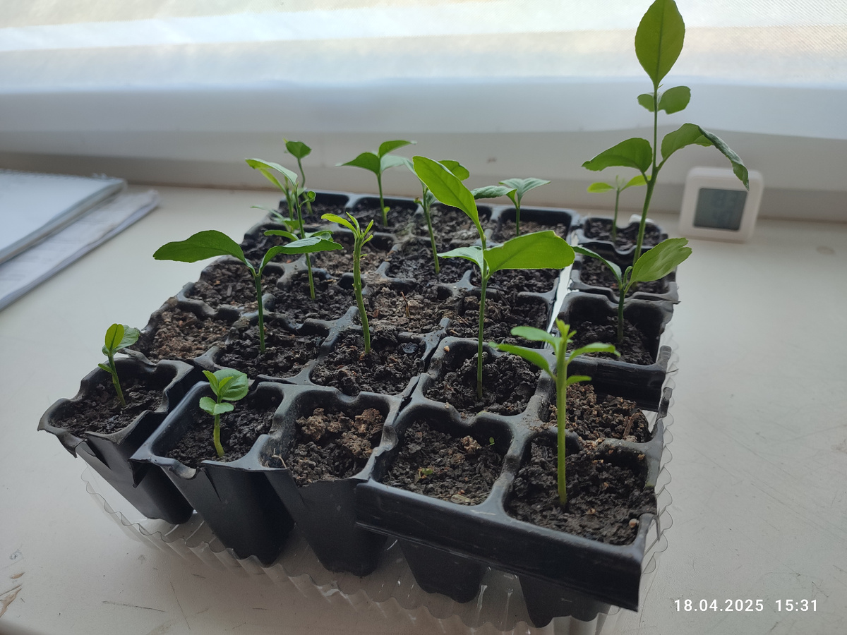 Развитие у всех разное, как и форма листьев