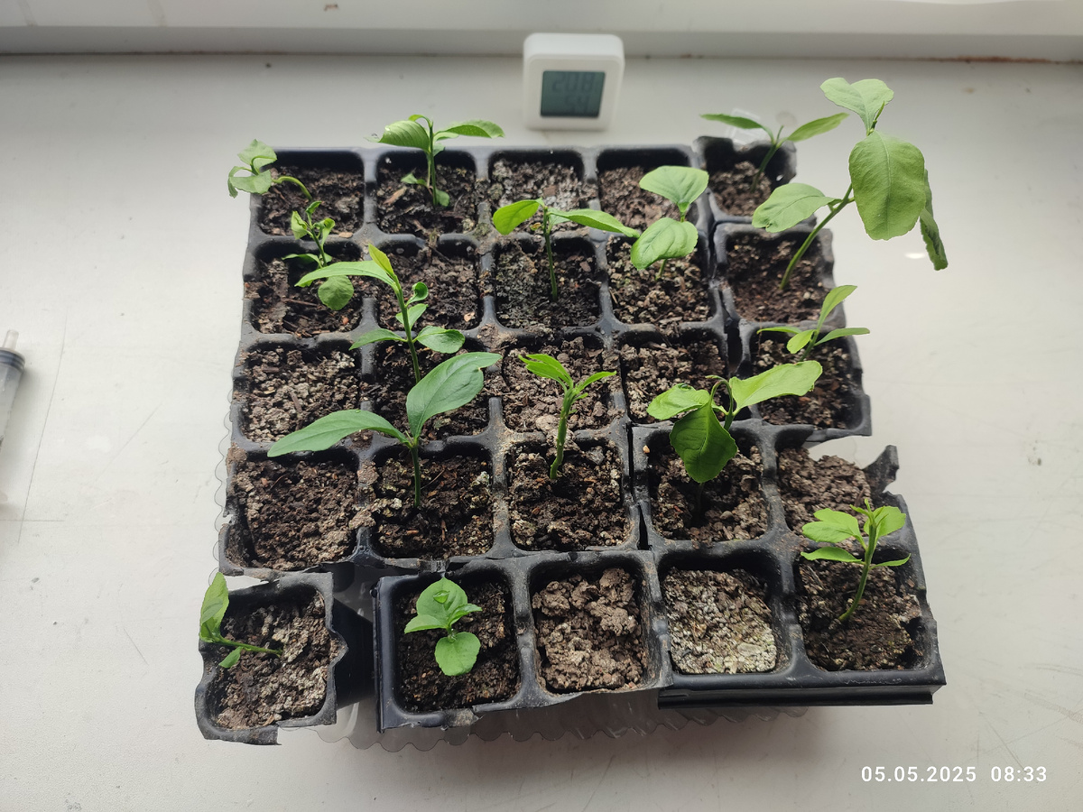 Как видно некоторые сеянцы по недосмотру  немного подсохли из за нехватки влаги(их реанимировать я не стал, потому что на подоконнике условия будут иногда ещё хуже)