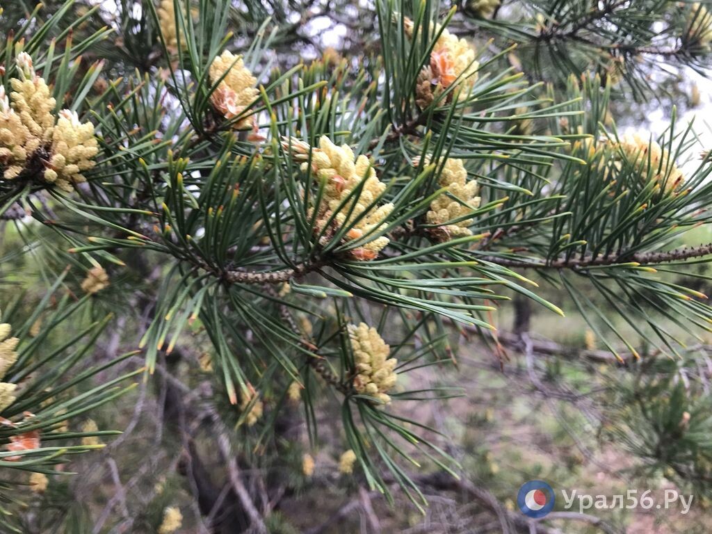    В лесах Оренбургской области идет обработка против вредителей. На 21 день вводятся ограничения