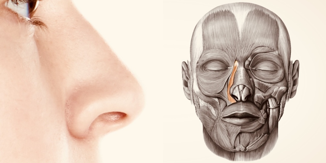 Почему о ней мало говорят: мышца, которая способна подтянуть носогубные складки и брыли. И 1 способ её расслабить