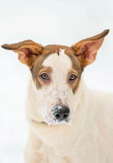 Срочно ищем семью для Бублика!