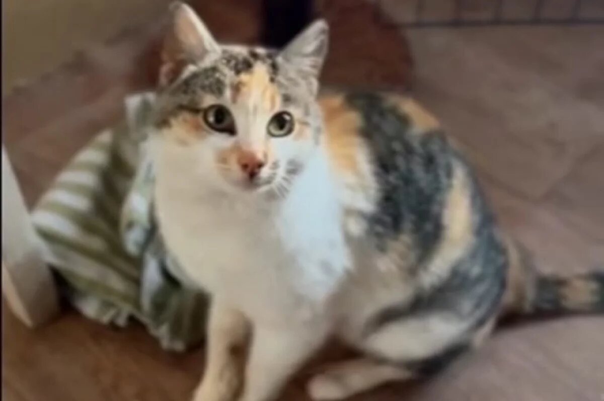    В Тверской области кошка выживала с открытым переломом после капкана 18+