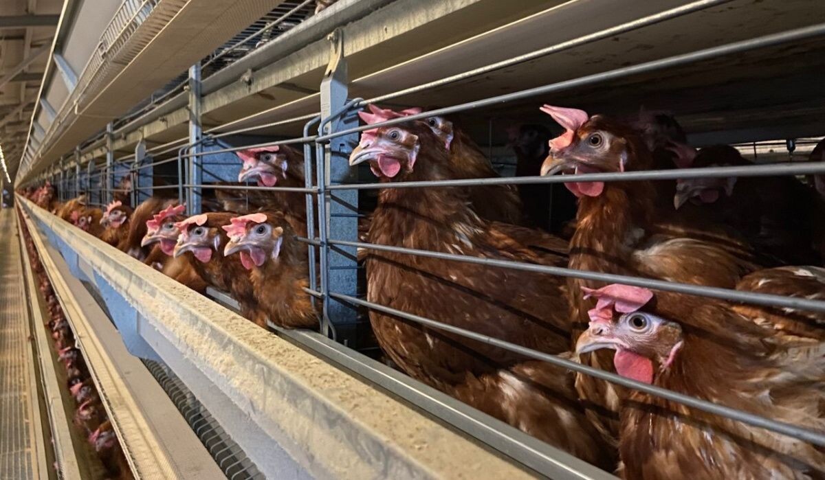     Корпус "Птицефабрики Чайковская". Источник: АОН Автор фото: Никита Белов