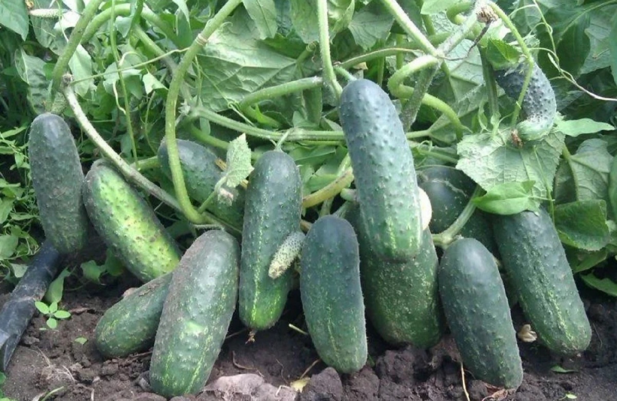 Как правильно подготовить грядку под огурцы, чтобы собрать богатый урожай