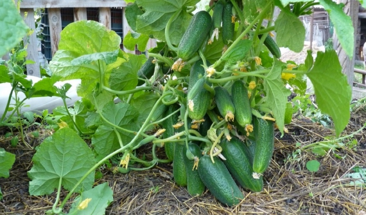 Как правильно подготовить грядку под огурцы, чтобы собрать богатый урожай