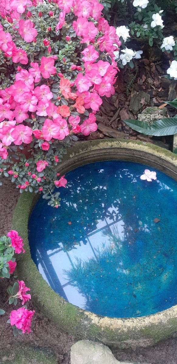 Предлагаю вам насладиться фото с моей прогулки в ботаническом саду Петра Великого. 