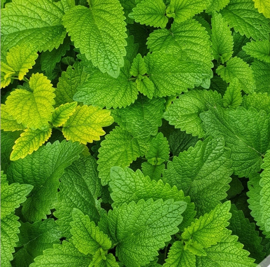 Мята перечная