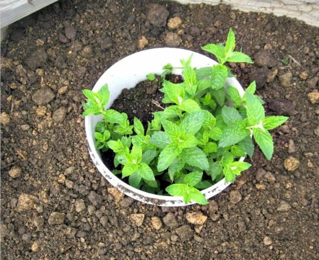 Мята перечная