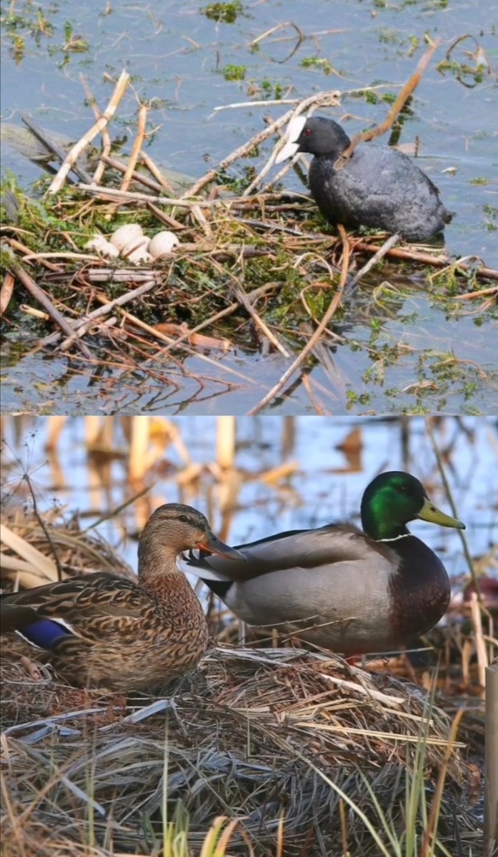 Лысуха и серые утки 