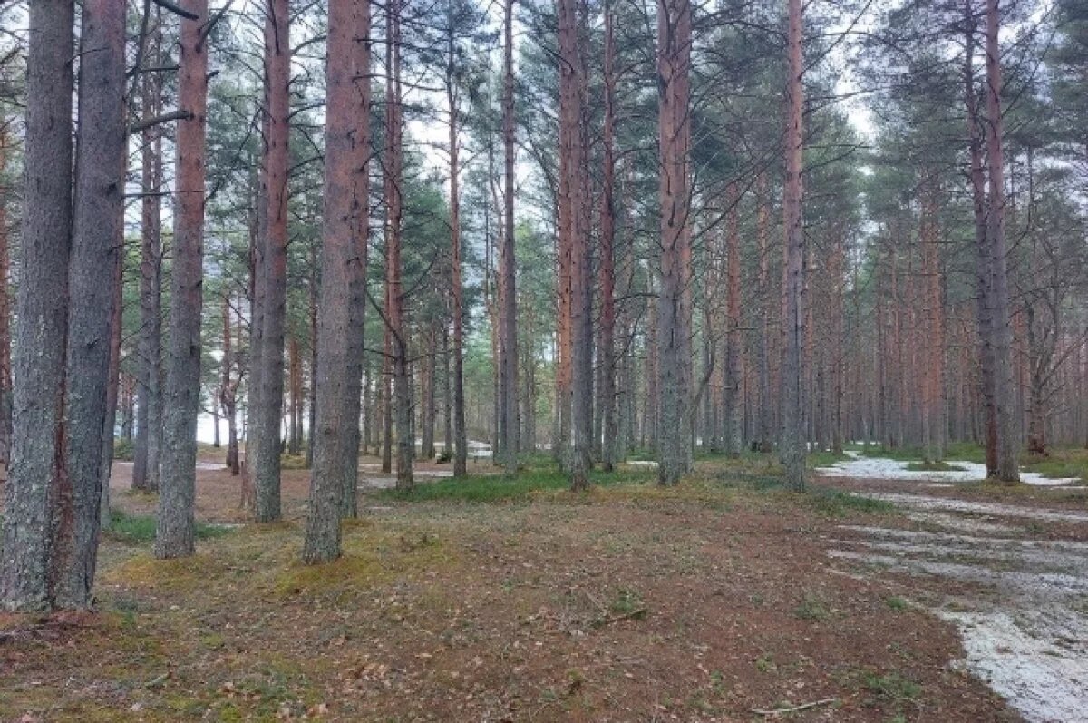    В Карелии суд удовлетворил иск в защиту Шелтозерского бора