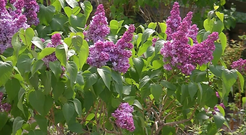 Фото: Pr Scr youtube.com / Сад без секретов