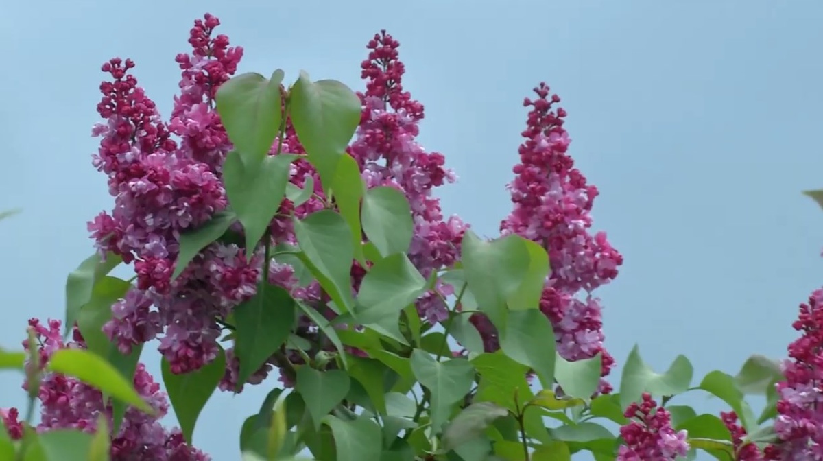 Фото: Pr Scr youtube.com / Сад без секретов