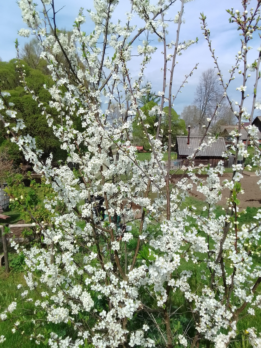 Цветёт слива, это синяя дичка, жёлтая ещё готовится к цвету. 