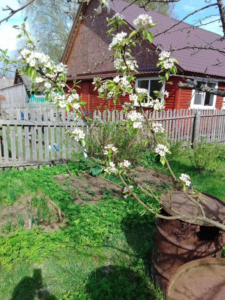 А это ветка груши цветёт, привитая к яблоне. 