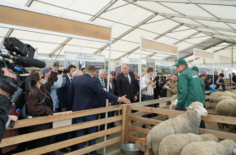     Дагестан задает тренды в российском овцеводстве
