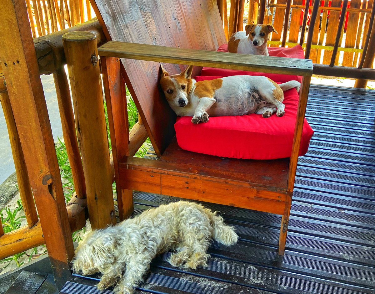 А это законные жители отеля