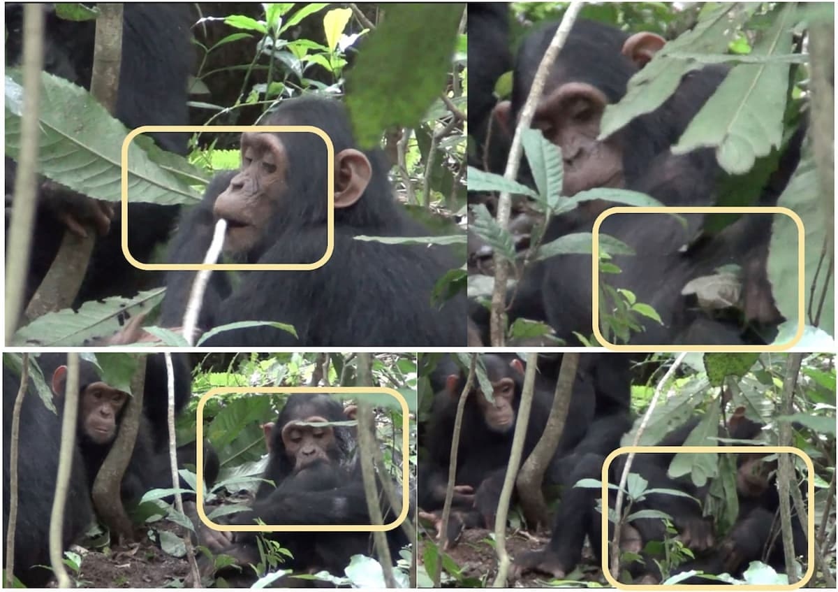 Серия наблюдений за молодым шимпанзе:
[Вверху слева] Шимпанзе жует кору стебля A. macrophylla. [Вверху справа] отделяет листья от стебля и прикладывает к раненому колену. [Внизу слева] прикладывает пережеванную кору стебля к ране. [Внизу справа] жует листья