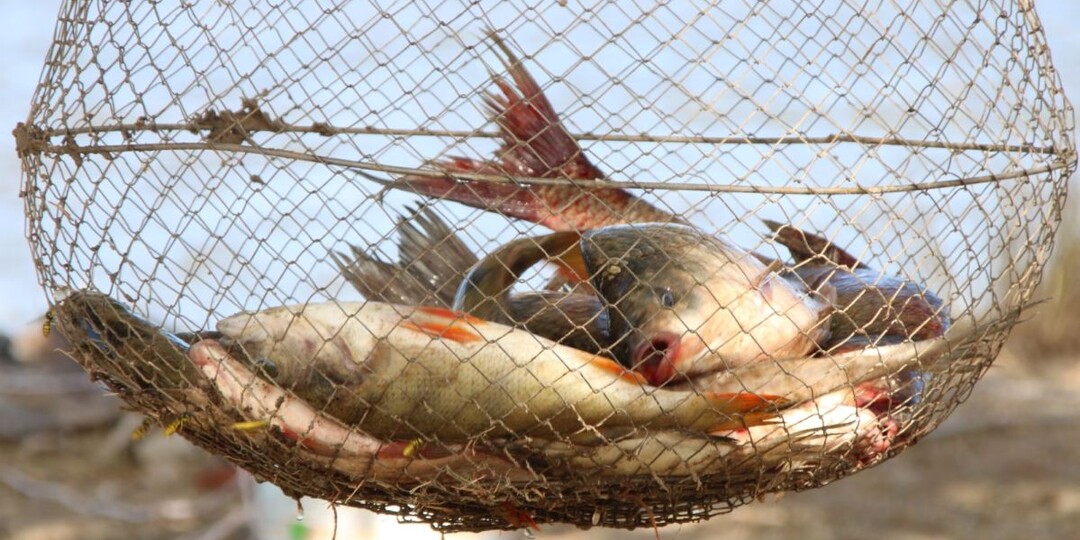 С 16 мая правила рыбалки кардинально меняются в Астраханской области. Что нужно знать всем рыбакам