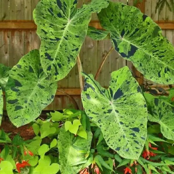   Тропическая алоказия от AzaliaNow Мария Казённова