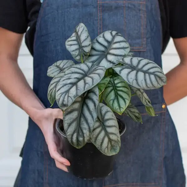   Алоказия комнатная и уход за ней Мария Казённова