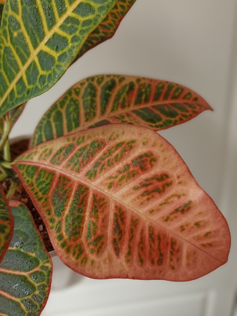 Мой кротон Петра