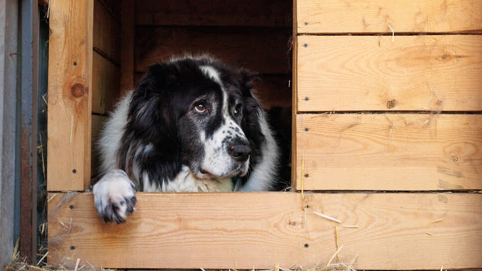 Фото: Марина Молдавская / Коммерсантъ
