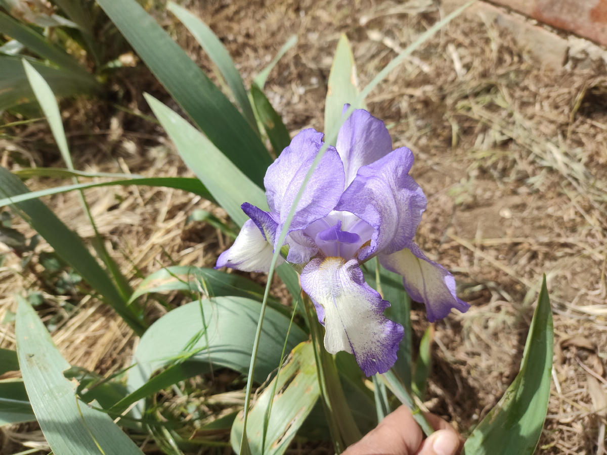 Новый ирис расцвел, а его ветром уронило, держу вот...