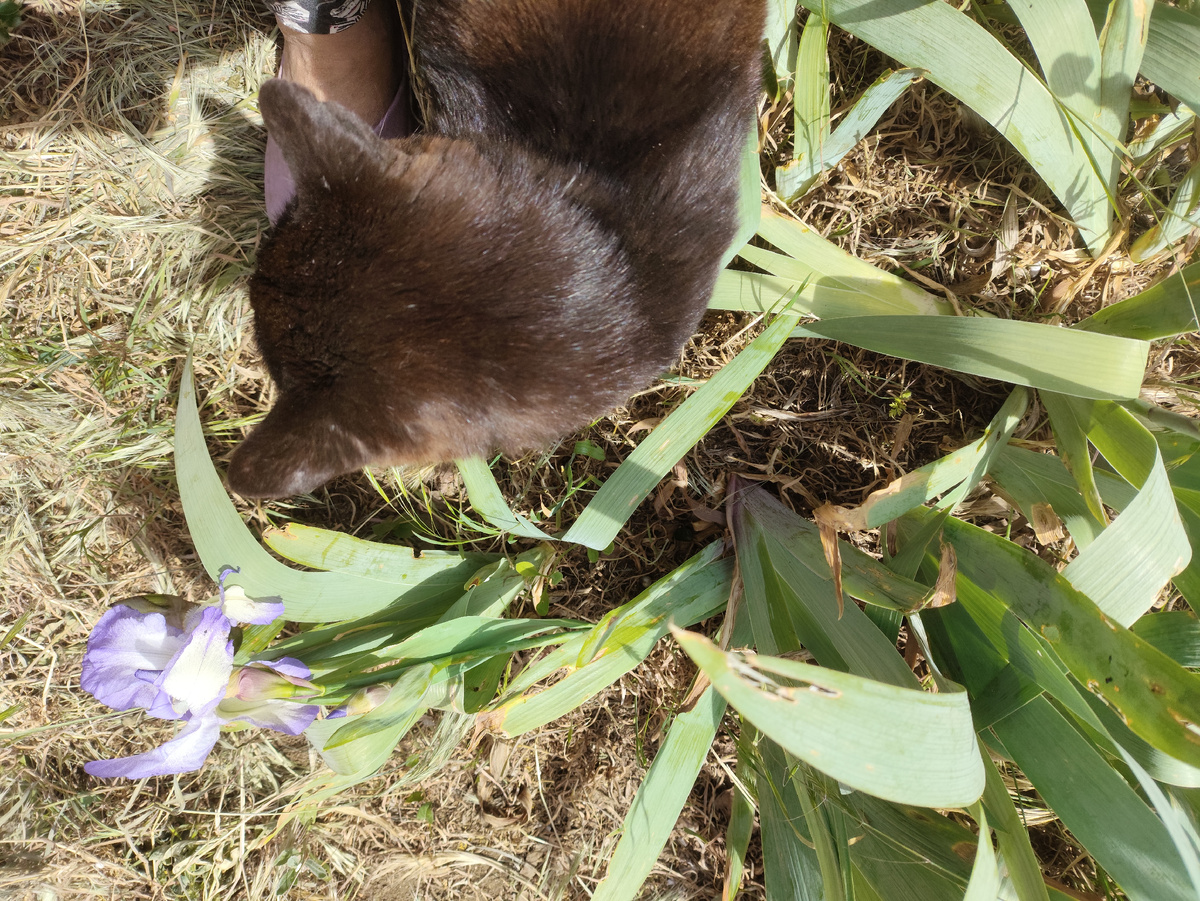 Чего ты цаветок фотографируешь, меня давай....