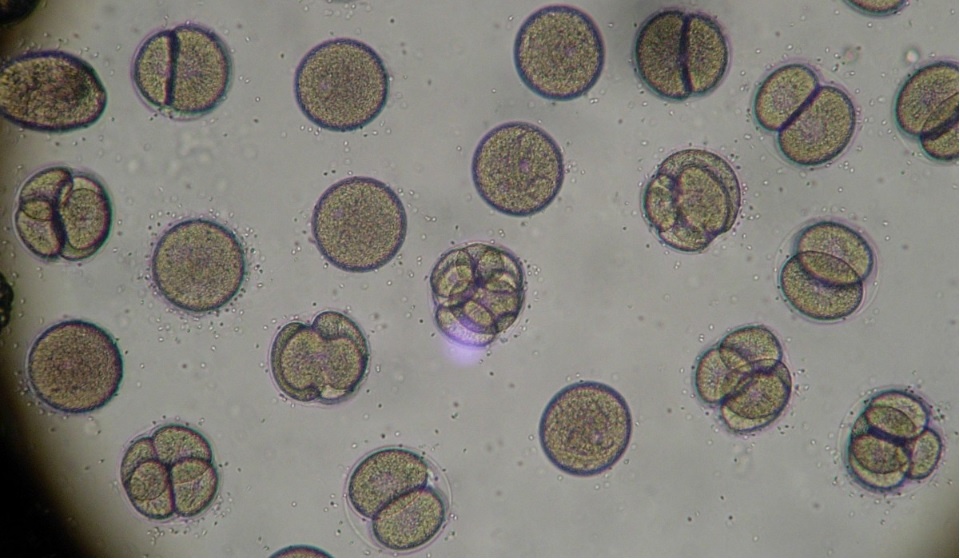    Фото с сайта pxhere.com