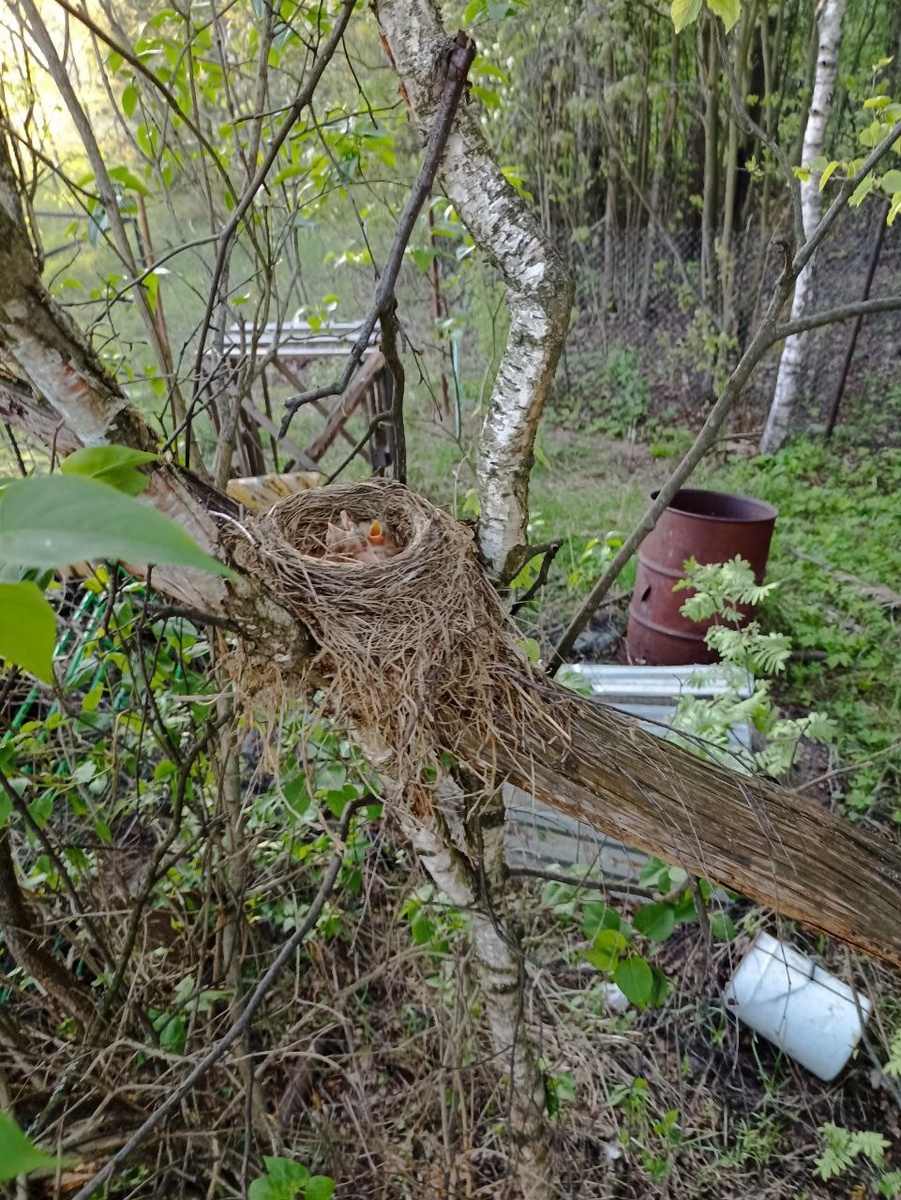 Гнездо №1, первое фото сделанное около двух недель назад.