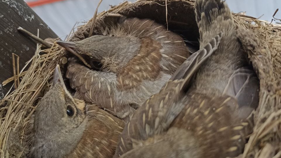 Дневник дрозда.