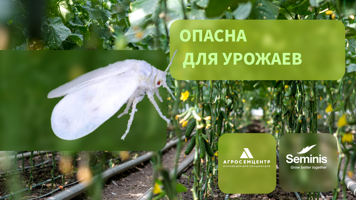 Белокрылка