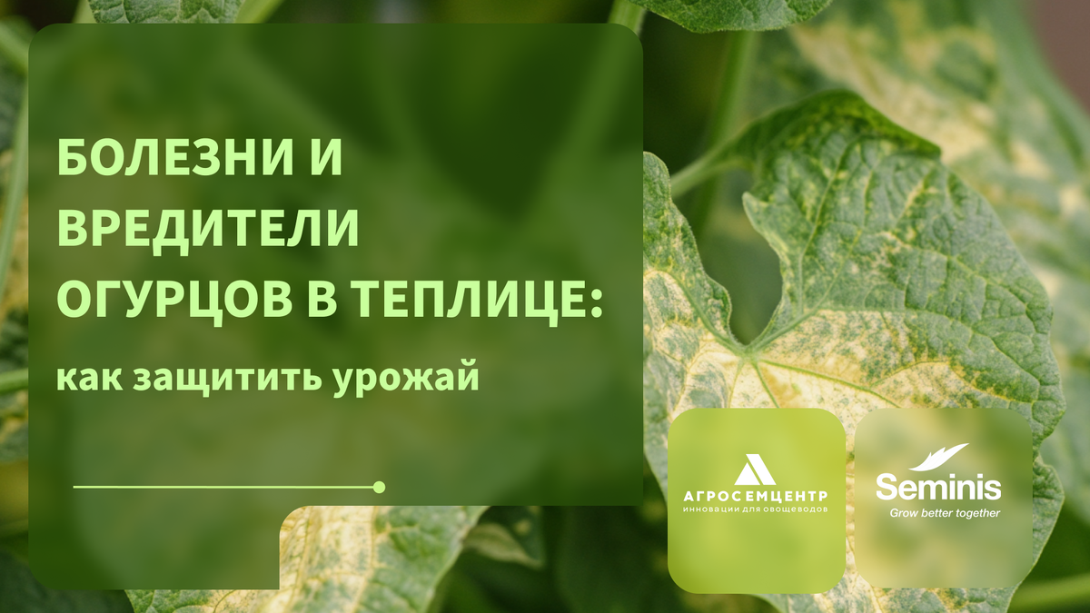 Болезни и вредители; как зашитить урожай