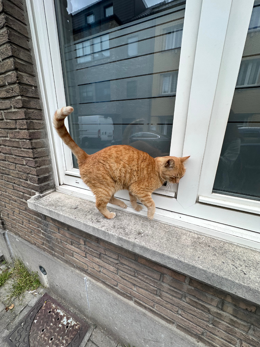 Котики, безусловно, прекрасны😍