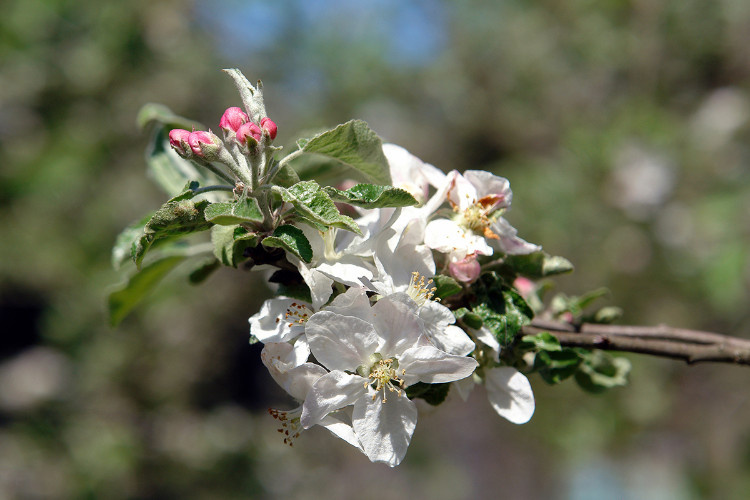    Фото Геннадия Дьячука