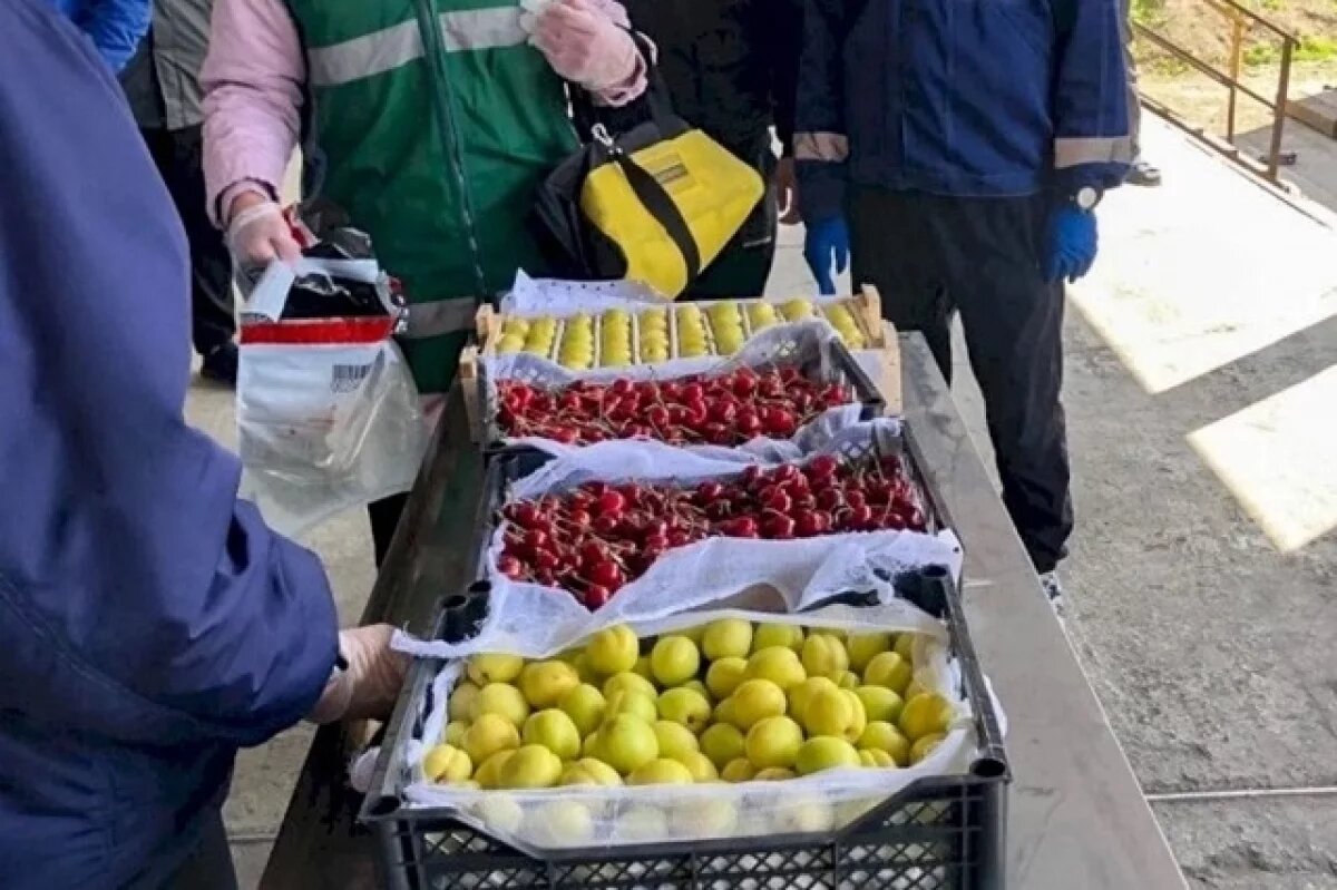   250 тонн черешни и абрикосов завезли в Челябинскую область за месяц