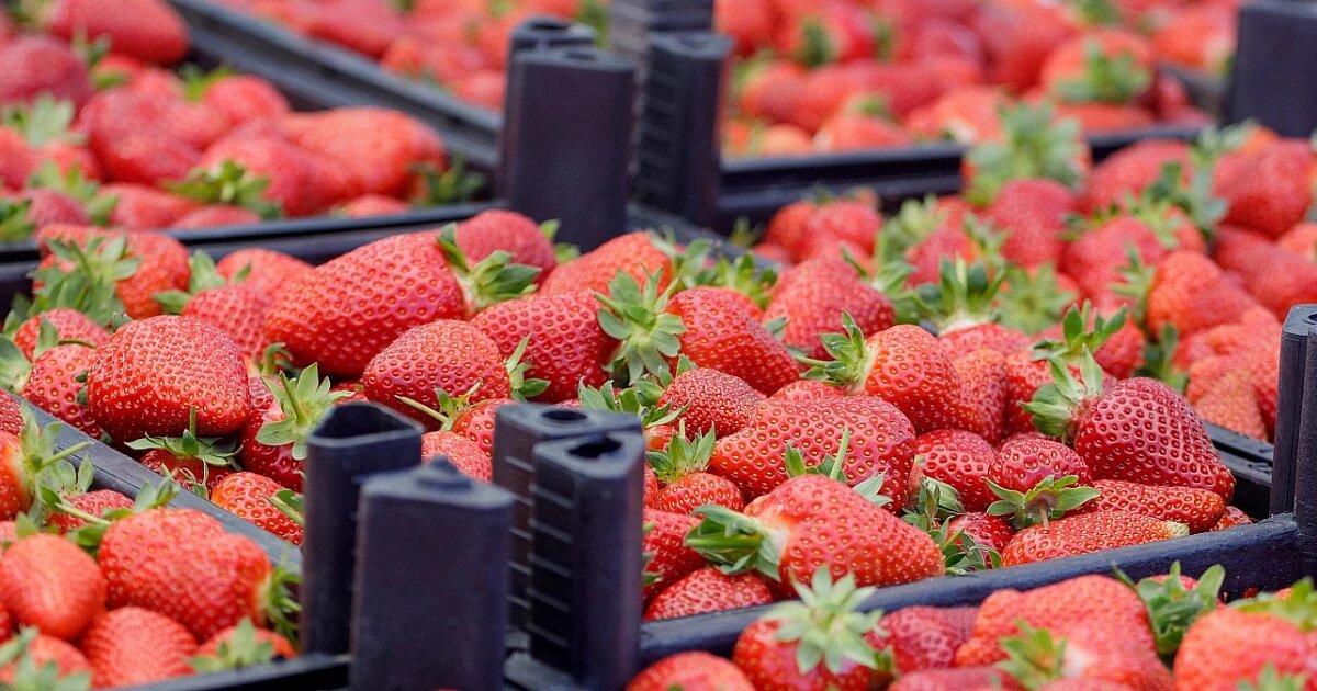 Фото: пресс-служба администрации Краснодара