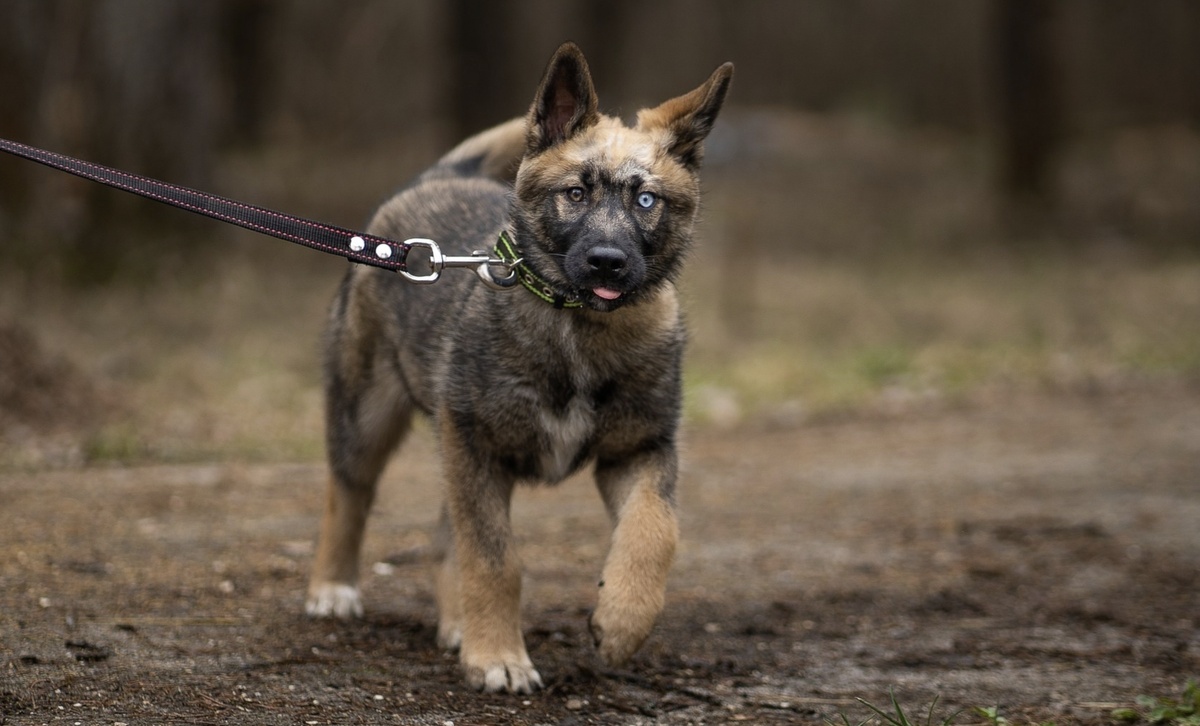 Лика, как никто другой хотела быть домашней.
