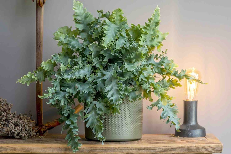 Яндекс картинки.