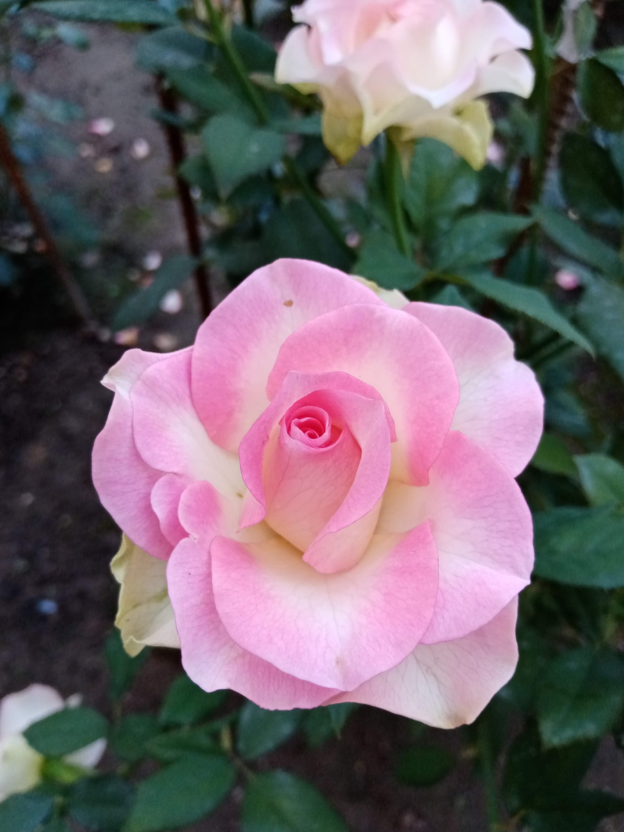 фото из моего архива, снятое мной