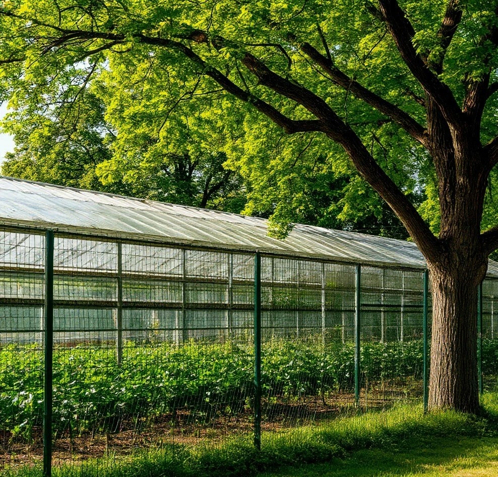 Вроде, чужое. Но страдает свое. Если дерево затеняет парник...?