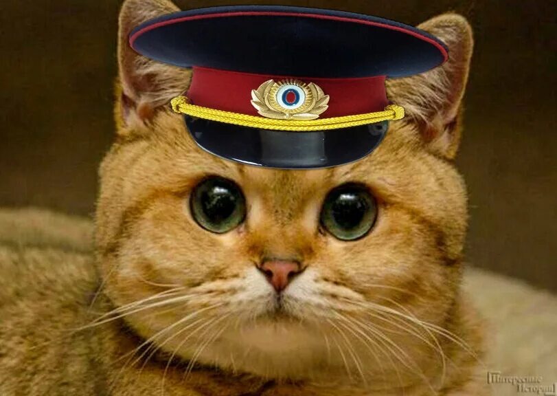 Вот кот полицейский Иван Иванович Степанов гу МВД России по свердловской области 