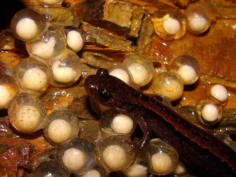 Икра совсем не любит засуху