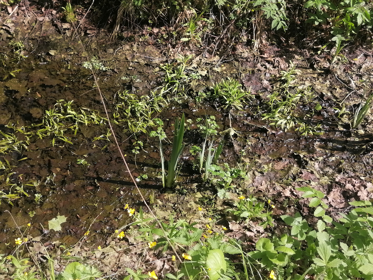 Подсохшая, канавка