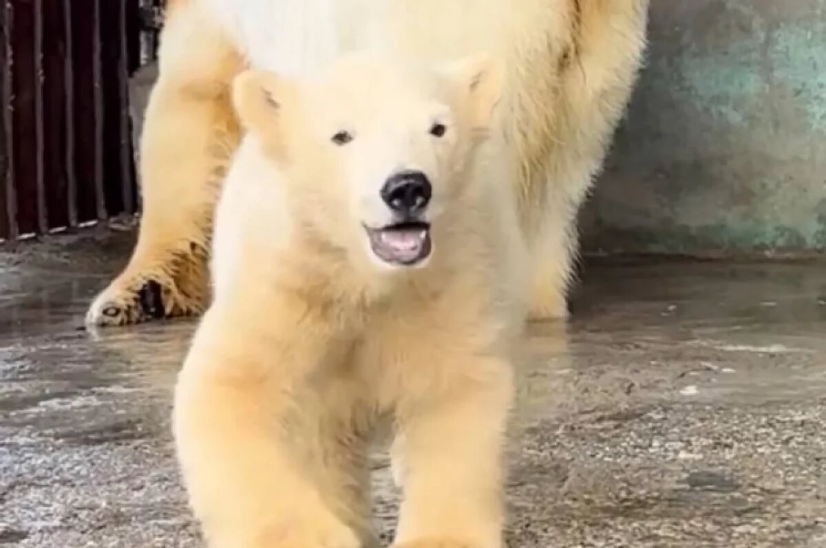    Белой медведице Парме из пермского зоопарка исполнилось полгода