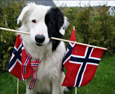 Источник фото: https://za.pinterest.com/pin/3799980929740094/