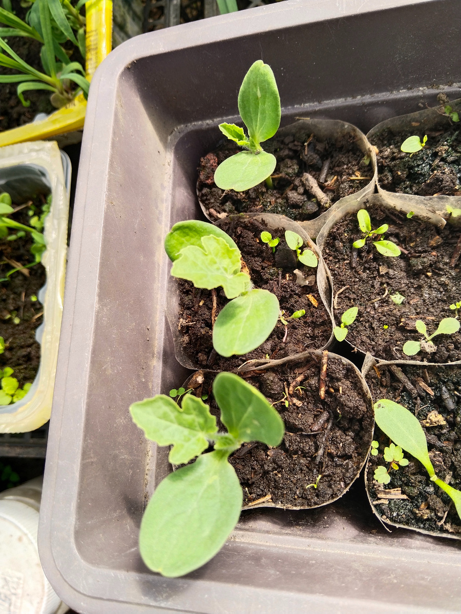 Рассада арбузов 2025 май.