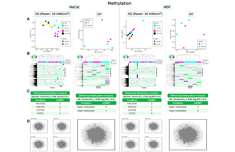 Влияние электромагнитного излучения 5G на метилирование ДНК клеток кожи человека