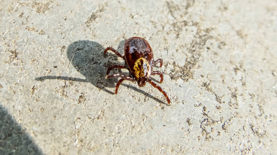 Фото: Игорь Елисеев / Коммерсантъ